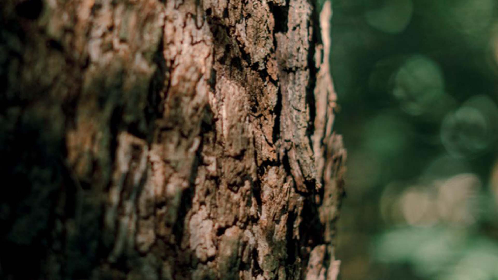 Sustainability Highlights 1